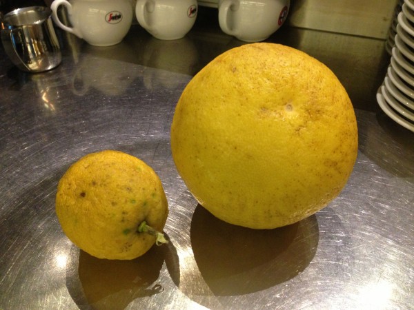 Cedra, on the right, dwarfs a regular lemon from Liguria