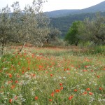 Olive grove in April through June in Umbria.