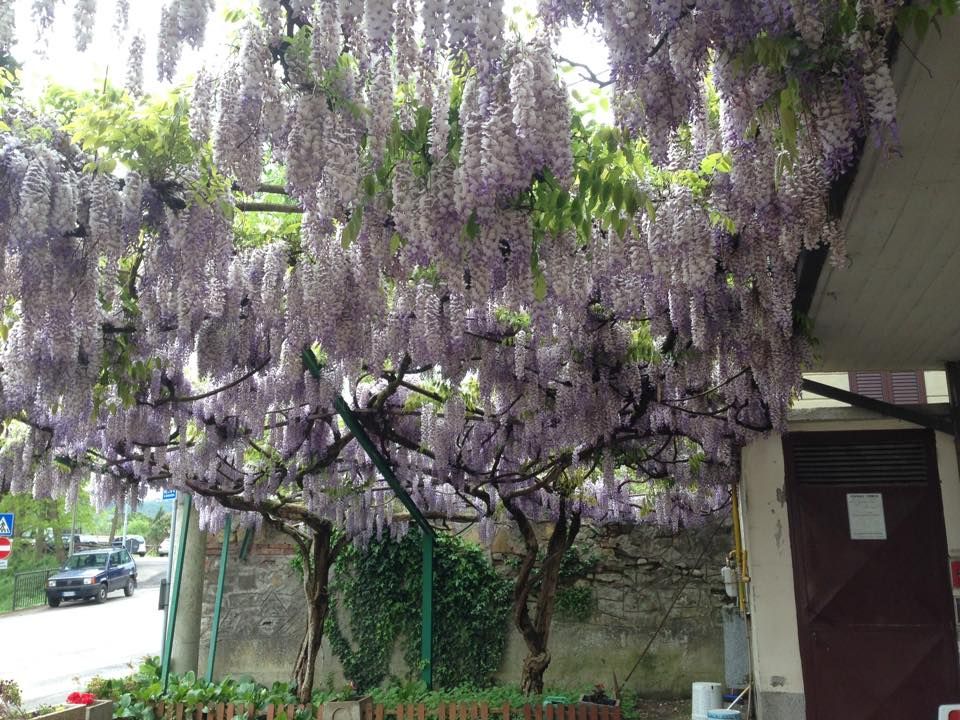 may-flora-spring-umbria6