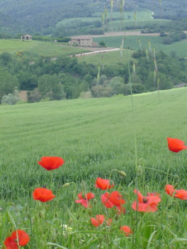 may-flora-spring-umbria8