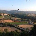 Morning and evenign swallows over L'Antica Vetreria.