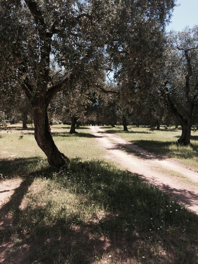 olive-oil-groves-1-637x849-1 Photo - Victoria De Maio